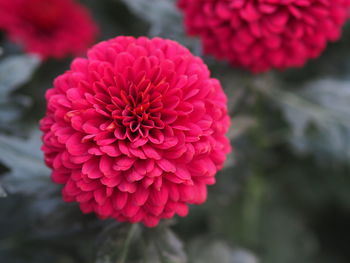 Close-up of red dahlia