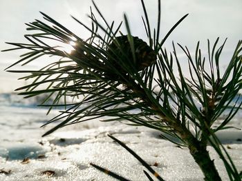 Close-up of tree branch at beach against sky