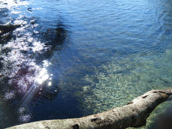 Reflection of trees in water