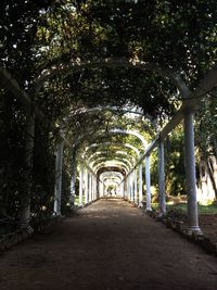 Empty footpath along trees