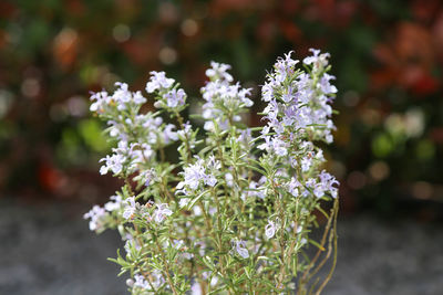 Close-up of white flowering rosemary plant