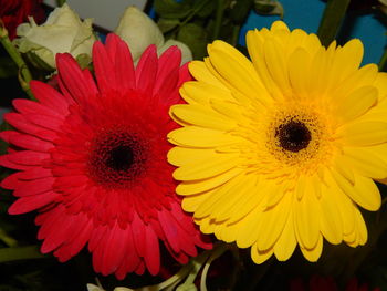 Close-up of yellow flower blooming outdoors