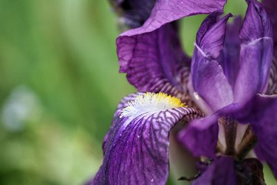 Close-up of purple iris blooming outdoors