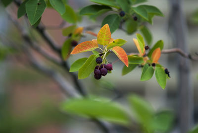 Close-up of plant growing on tree