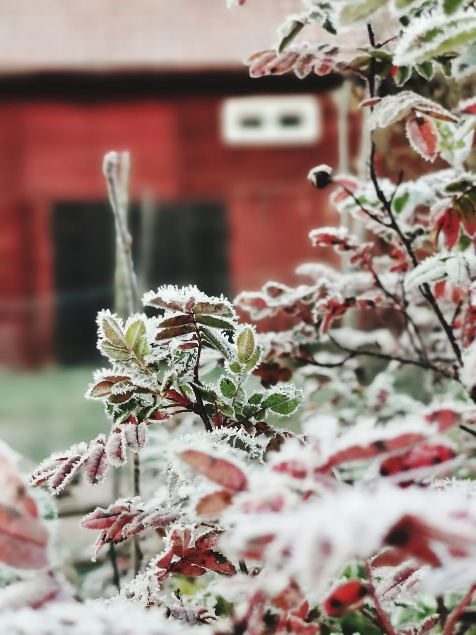 CLOSE-UP OF SNOW COVERED PLANT AGAINST BUILDING