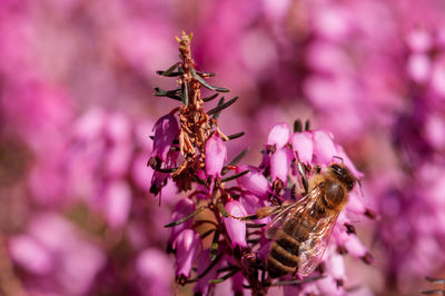 Close-up of bee pollinating on purple flower