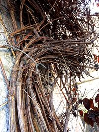 Low angle view of bare trees