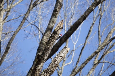 Low angle view of bird perching on tree against sky