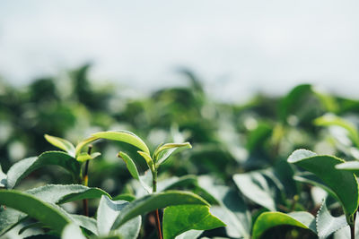 Close-up of fresh green plant