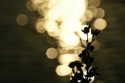 Close-up of silhouette plants