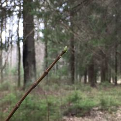 Tree growing in forest