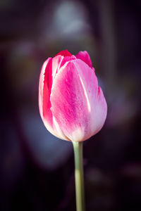 Close-up of pink tulip
