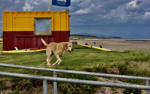 Dog on grass against sky