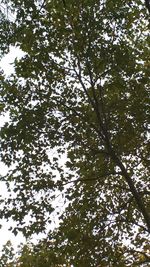 Low angle view of trees against sky