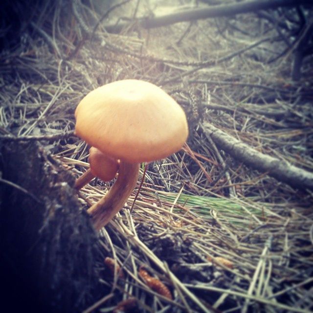 mushroom, fungus, growth, nature, close-up, toadstool, grass, field, edible mushroom, selective focus, plant, beauty in nature, forest, focus on foreground, fragility, growing, uncultivated, dry, freshness, outdoors