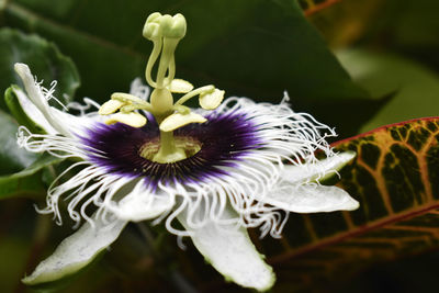 Close-up of purple flowering plant