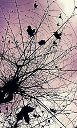 Low angle view of silhouette birds perching on bare tree against sky