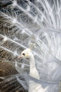 Portrait of white peacock with open tail. side view. peacock head close-up, framed by feathers.