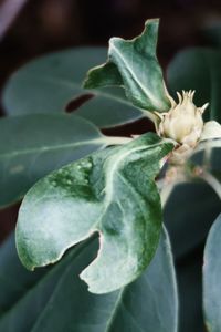 Close-up of plant growing outdoors