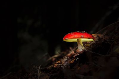 Close-up of red mushroom growing on field