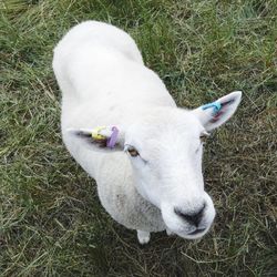 High angle view of white horse on field