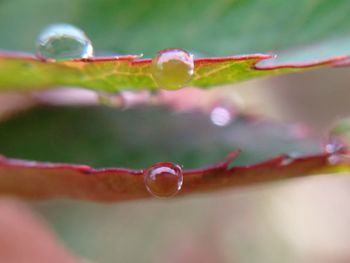 Close-up of water drops on leaf