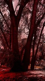 Bare trees against sky