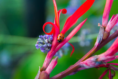 Close-up of insect on red flower