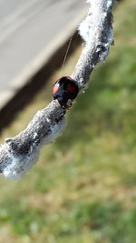 Close-up of insect on snow