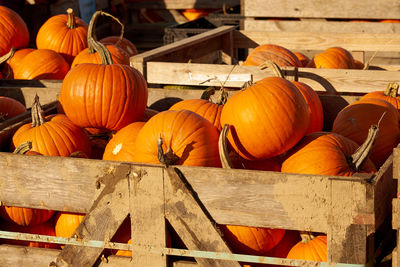 Halloween pumpkins in wooden boxes on the market.