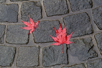 High angle view of maple leaves on cobbled footpath