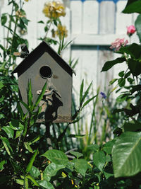 Close-up of birdhouse on plant