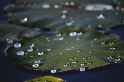 Close-up of water drops on leaves