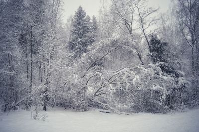 Snow covered trees in forest