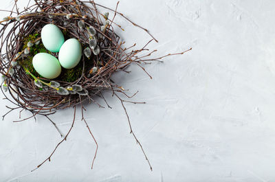 High angle view of eggs in nest