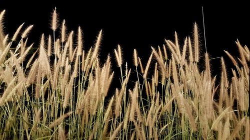 Close-up of wheat plants on field