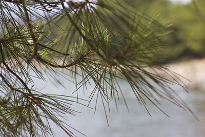 Green pine cone and pine-needles