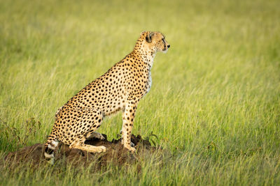 Cheetah sits in profile on termite mound