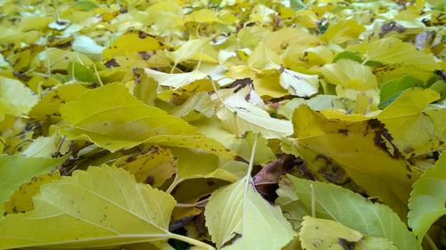 Full frame shot of leaves