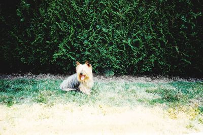 Dog on field