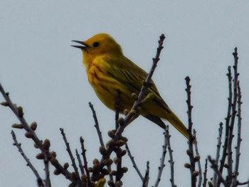 Low angle view of birds perching on branch