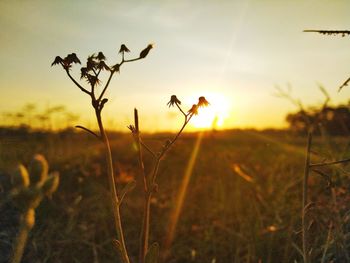 Plants growing on field during sunset