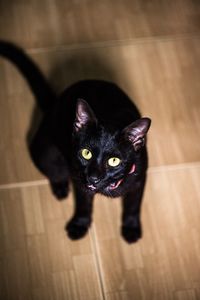 Portrait of black cat on hardwood floor