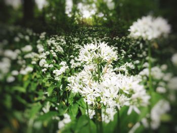 Close-up of white flowers