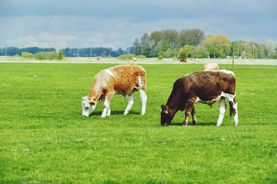 Cow grazing in a field