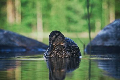 Bird on a lake