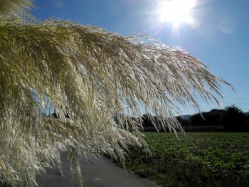 Scenic view of agricultural field against sky on sunny day