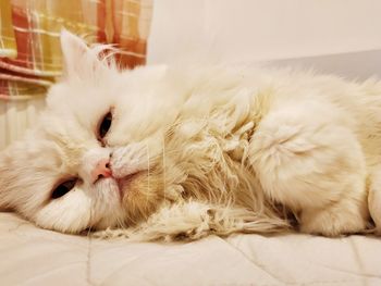 Close-up of cat resting at home