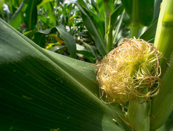 Close-up of plant