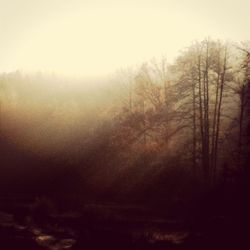 Trees in foggy weather